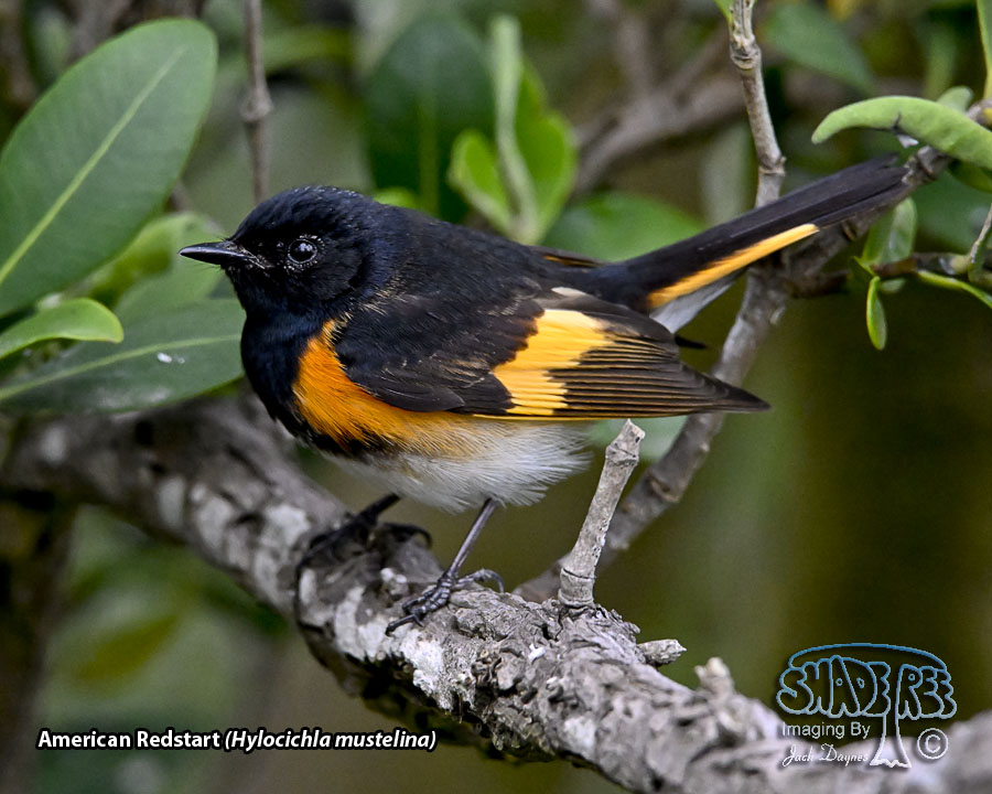 American Redstart - Setophaga ruticilla