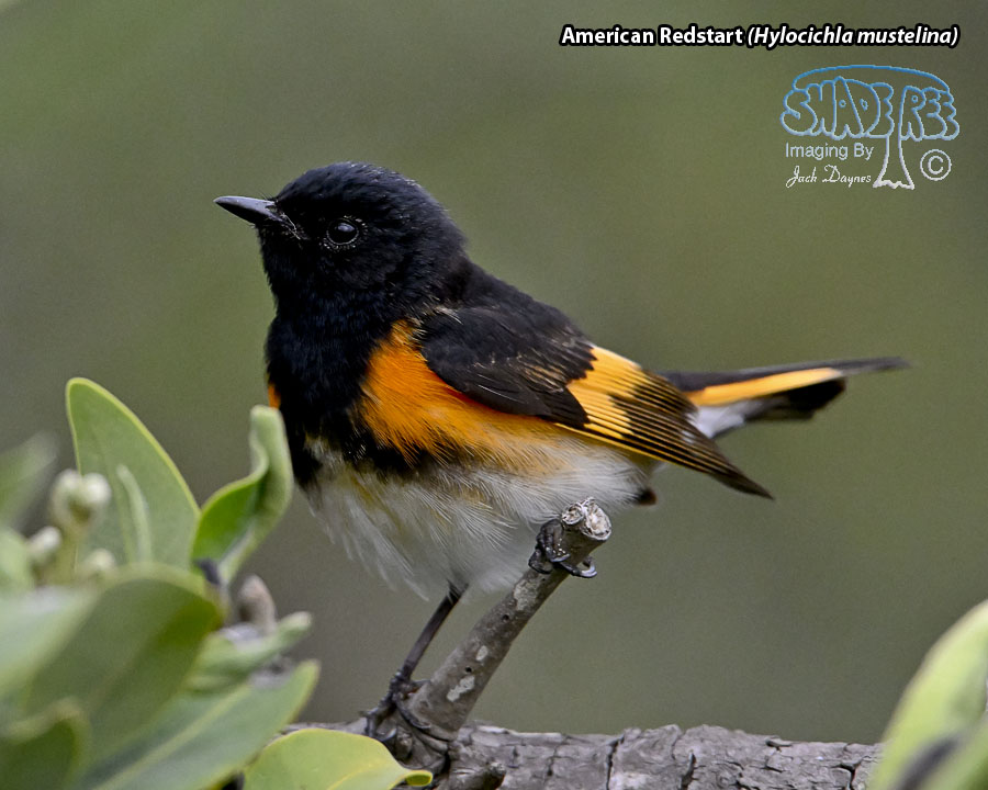 American Redstart - Setophaga ruticilla