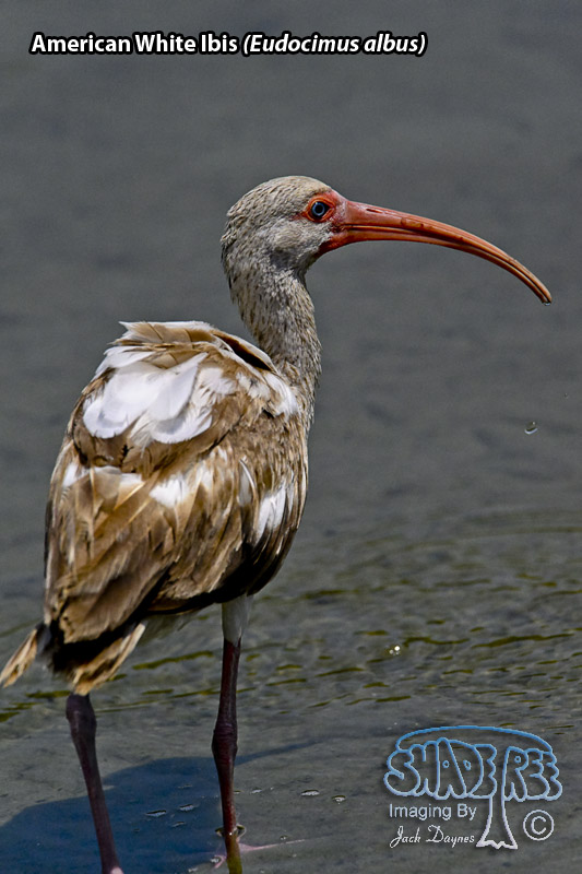 American White Ibis - Eudocimus albus