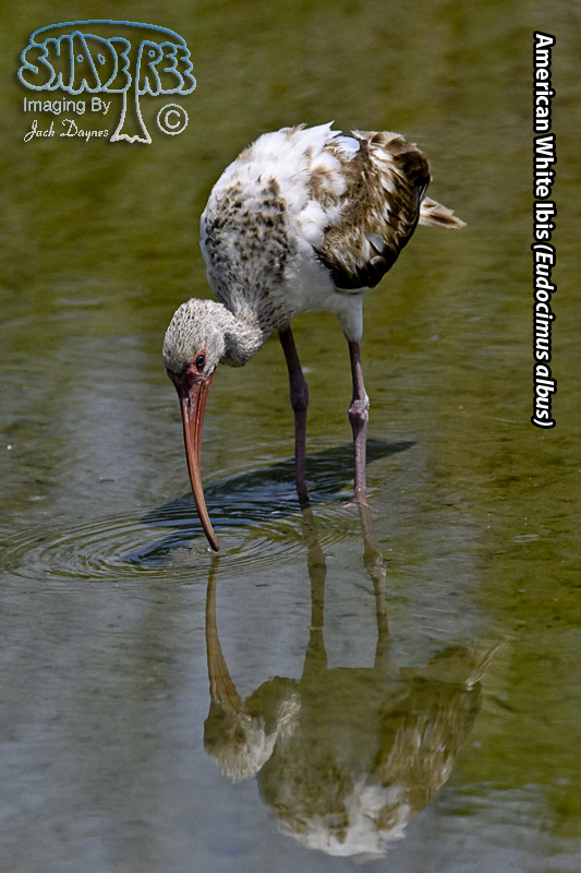 American White Ibis - Eudocimus albus