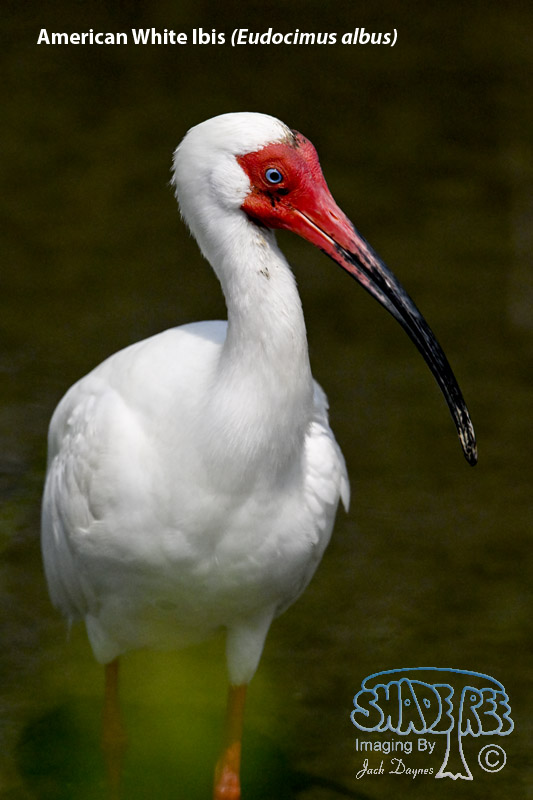 American White Ibis - Eudocimus albus