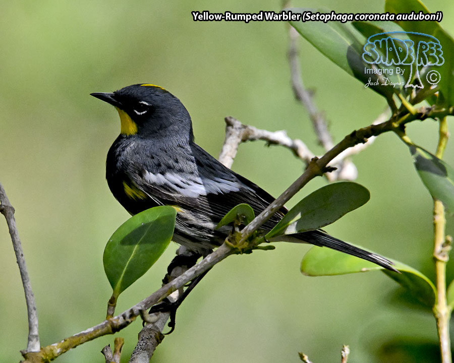 Yellow-Rumped Warbler - Setophaga coronata auduboni