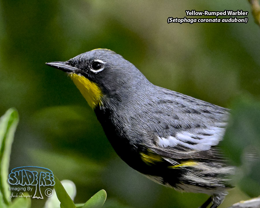 Yellow-Rumped Warbler - Setophaga coronata auduboni