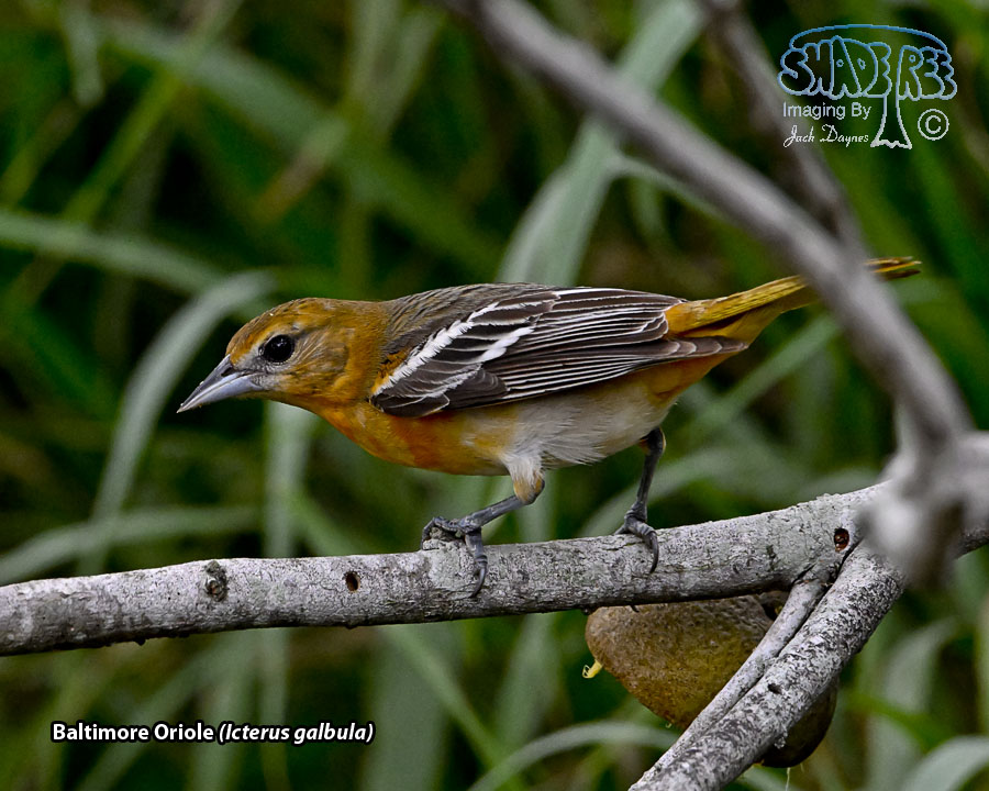 Baltimore Oriole - Icterus galbula