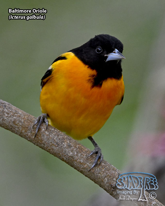 Baltimore Oriole - Icterus galbula
