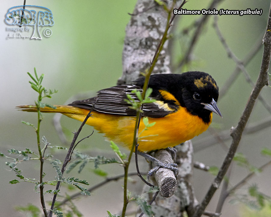 Baltimore Oriole - Icterus galbula