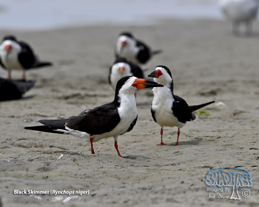 Black Skimmer - Rynchops niger