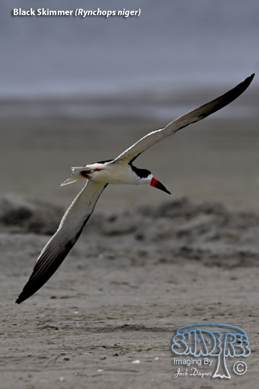 Black Skimmer - Rynchops niger