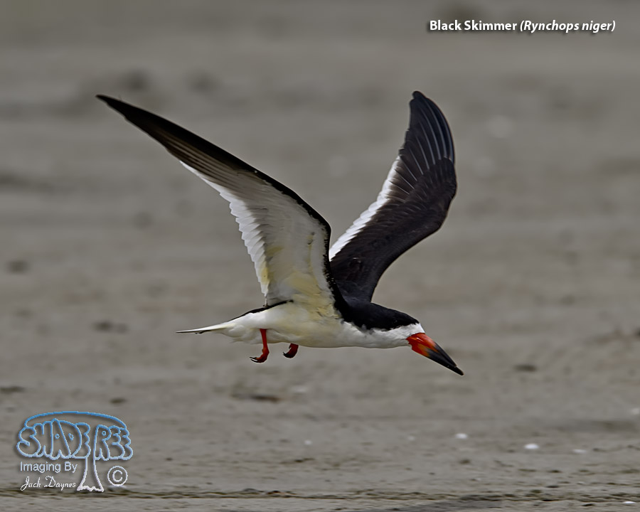 Black Skimmer - Rynchops niger