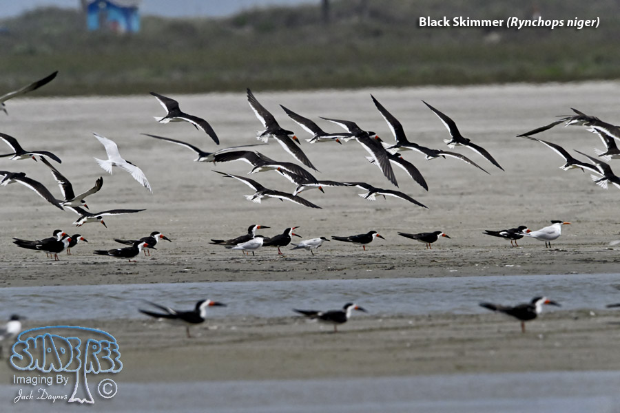 Black Skimmer - Rynchops niger