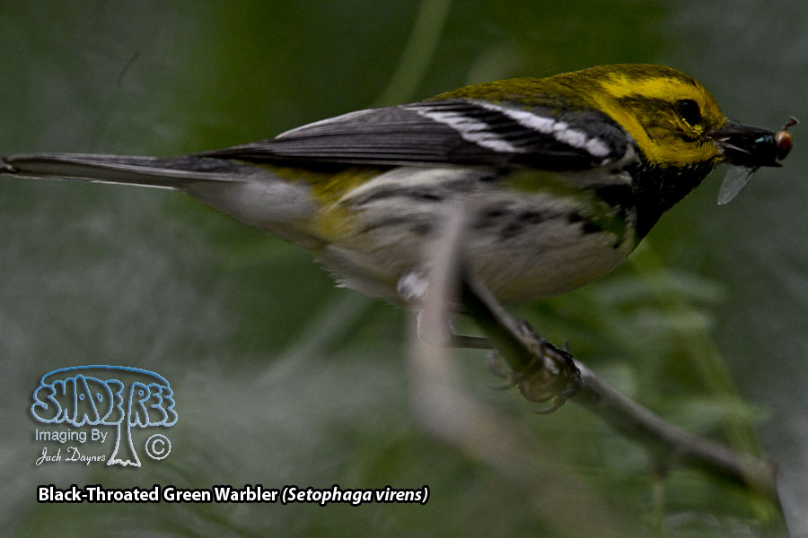 Black-Throated Green Warbler - Setophaga virens