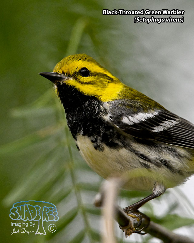 Black-Throated Green Warbler - Setophaga virens