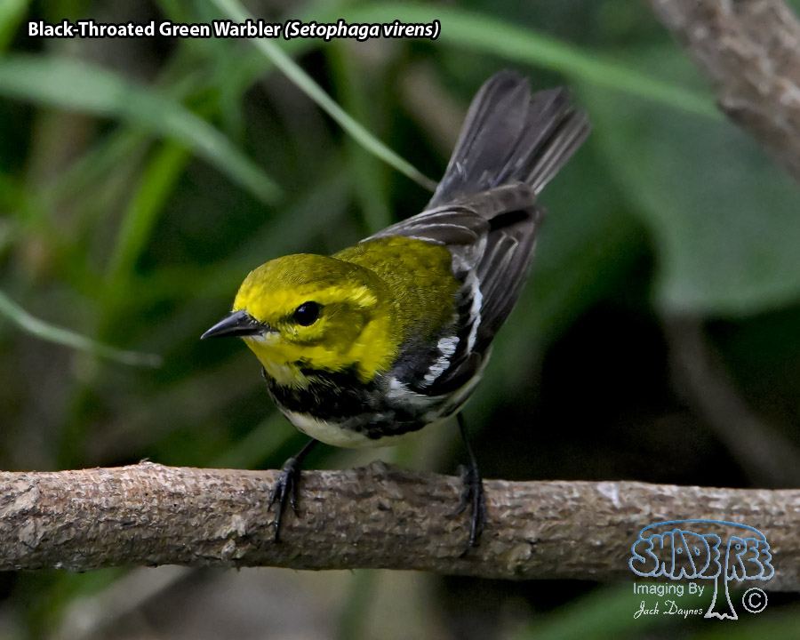 Black-Throated Green Warbler - Setophaga virens