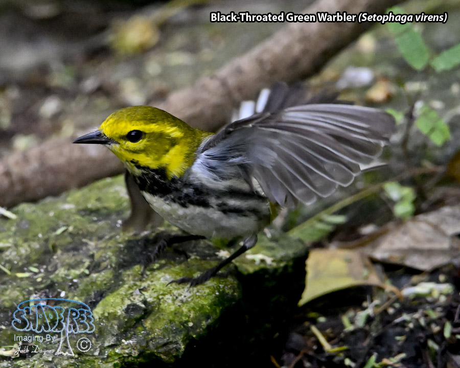 Black-Throated Green Warbler - Setophaga virens