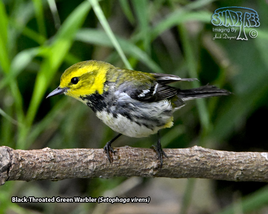 Black-Throated Green Warbler - Setophaga virens