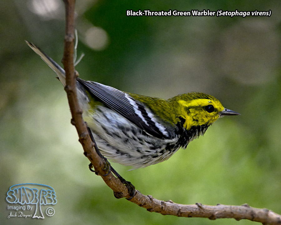 Black-Throated Green Warbler - Setophaga virens