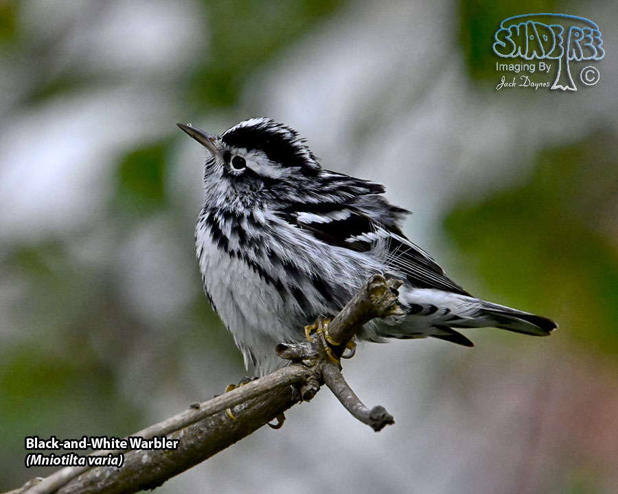 Black-and-White Warbler - Mniotilta varia