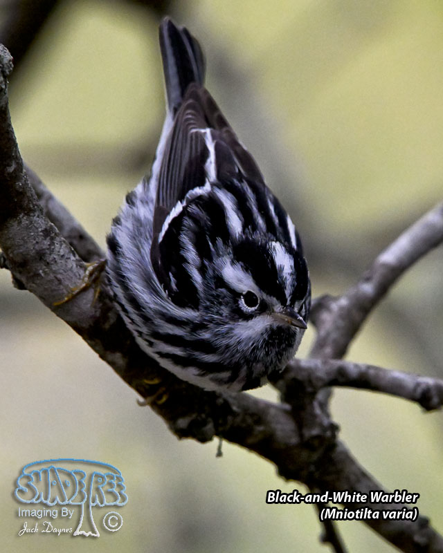 Black-and-White Warbler - Mniotilta varia