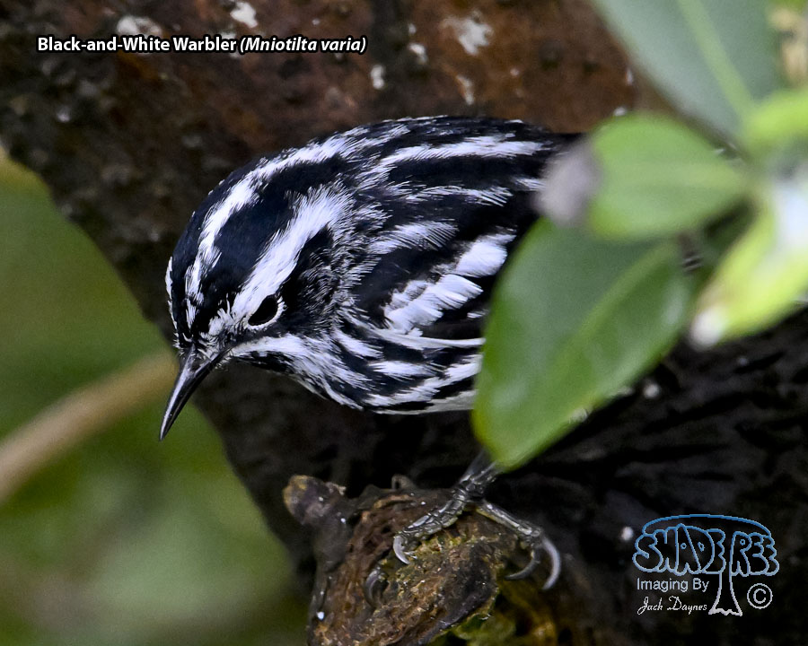 Black-and-White Warbler - Mniotilta varia
