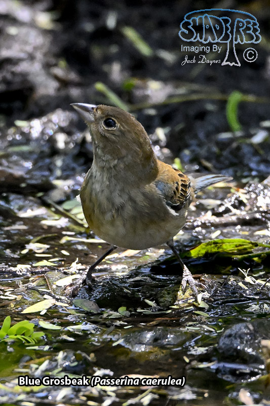 Blue Grosbeak - Passerina caerulea