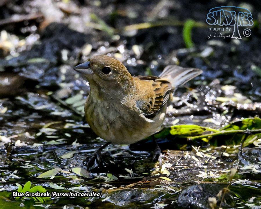 Blue Grosbeak - Passerina caerulea