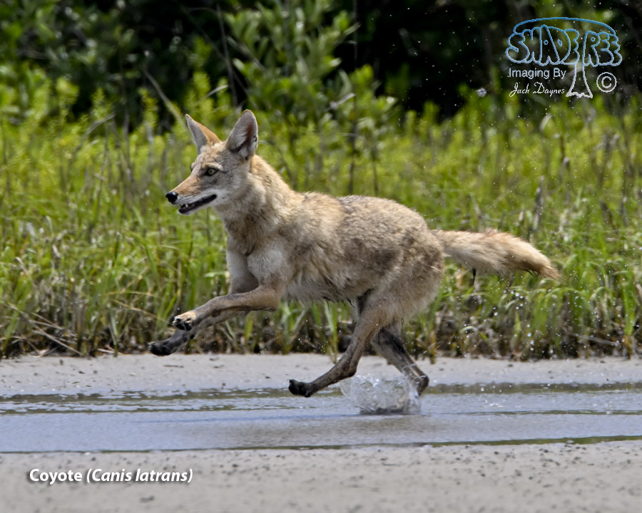Coyote - Canis latrans