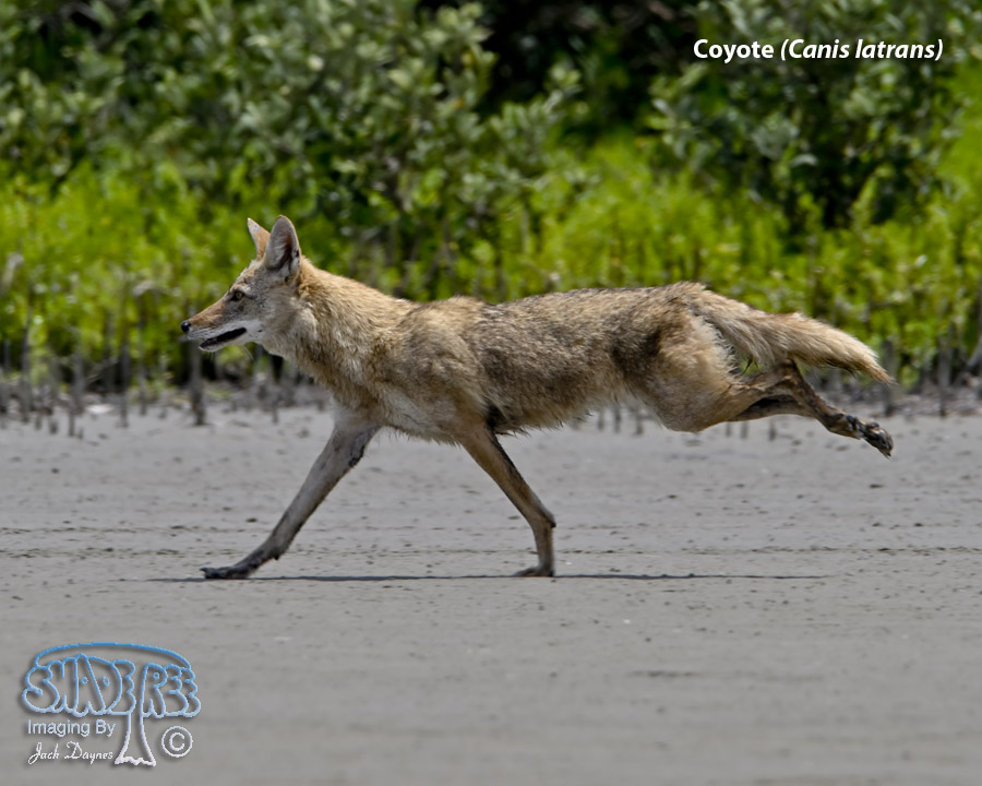 Coyote - Canis latrans