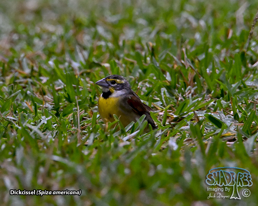 Dickcissel - Spiza americana