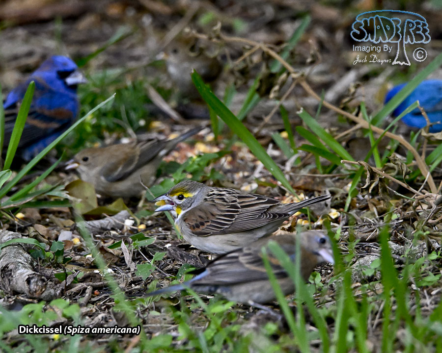 Dickcissel - Spiza americana