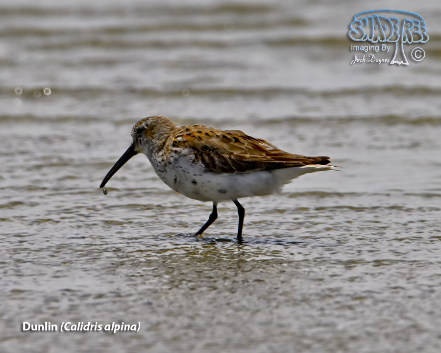 Dunlin - Calidris alpina