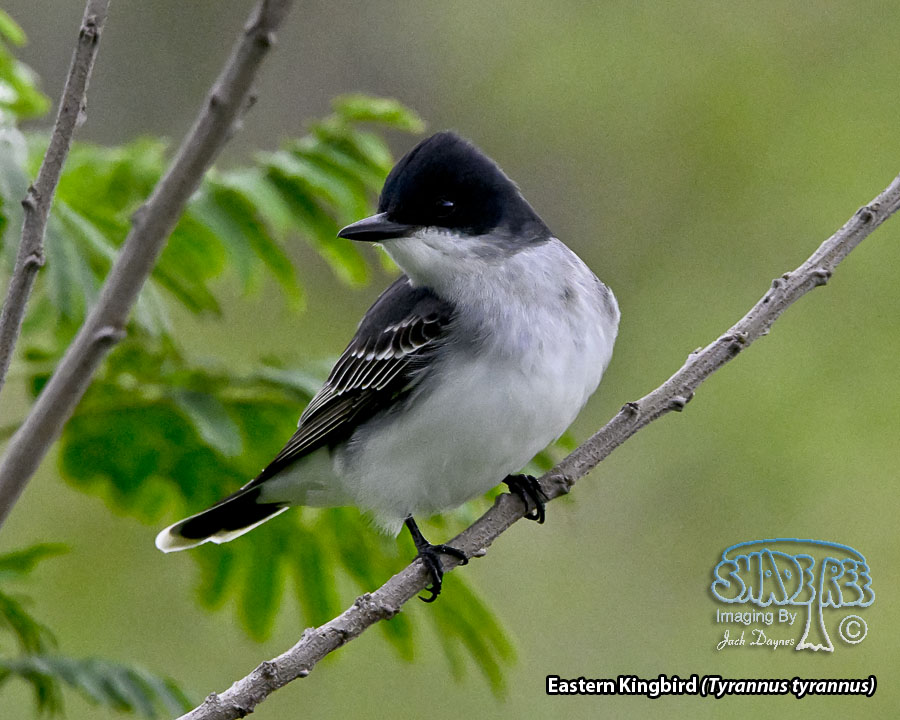 Eastern Kingbird - Tyrannus tyrannus