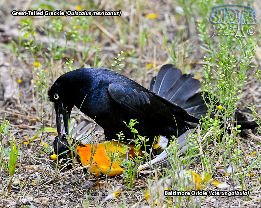 Great-Tailed Grackle - Quiscalus mexicanus