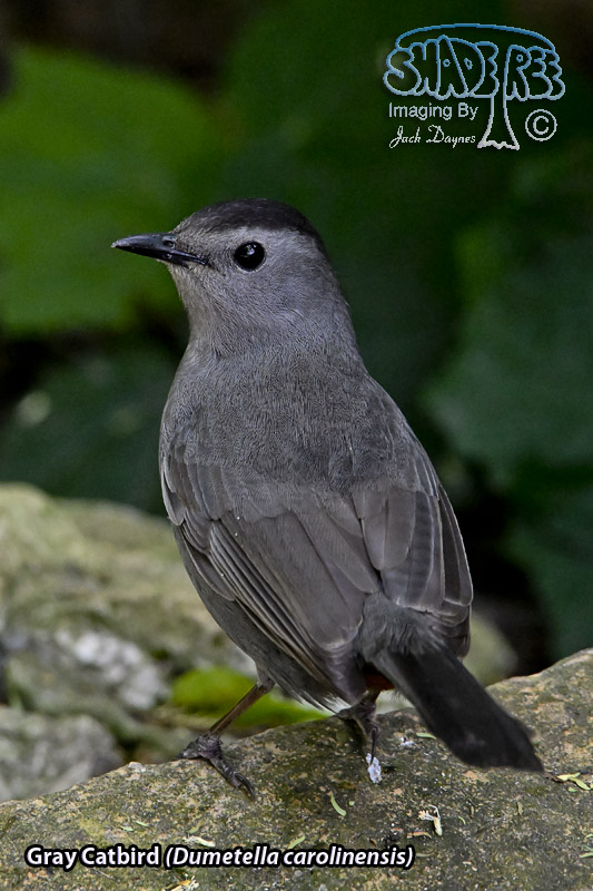 Gray Catbird - Dumetella carolinensis
