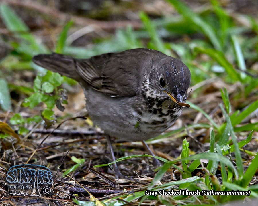 Gray-Cheeked Thrush - Catharus minimus