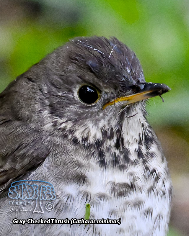 Gray-Cheeked Thrush - Catharus minimus
