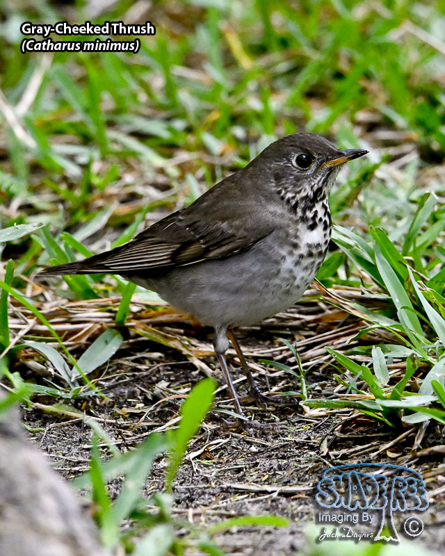 Gray-Cheeked Thrush - Catharus minimus