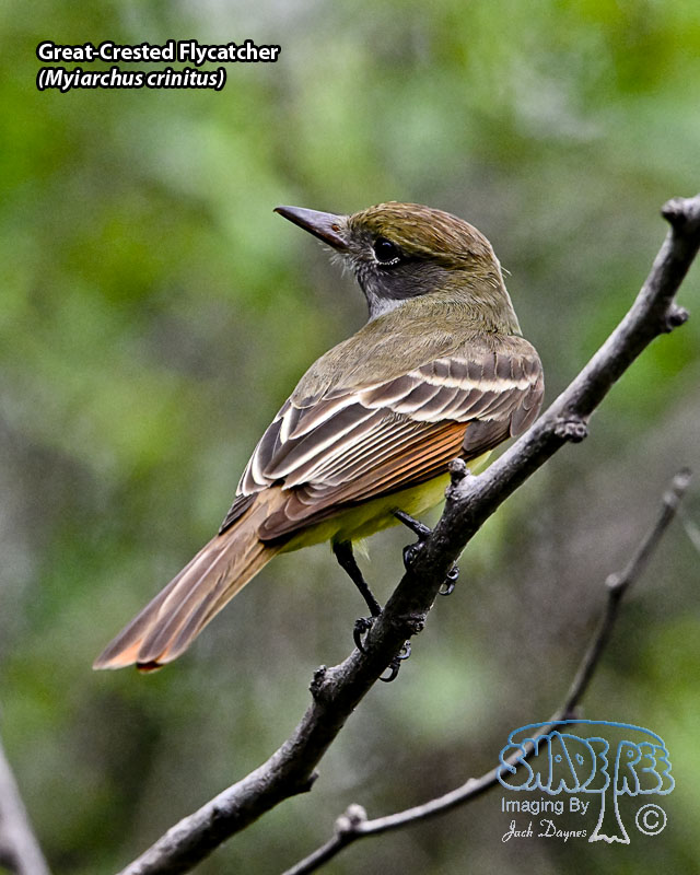 Great-Crested Flycatcher - Myiarchus crinitus