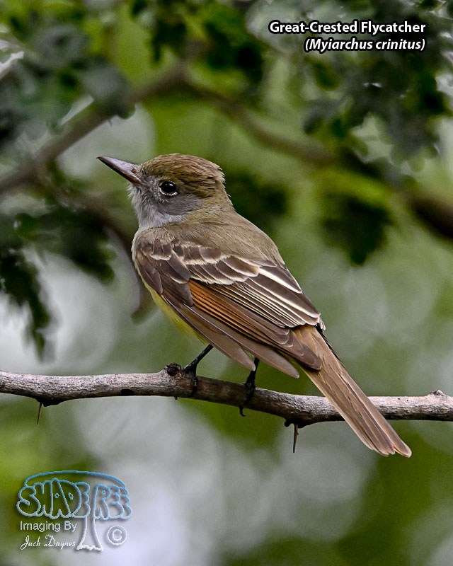 Great-Crested Flycatcher - Myiarchus crinitus