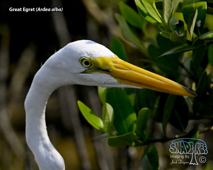 Great Egret - Ardea alba