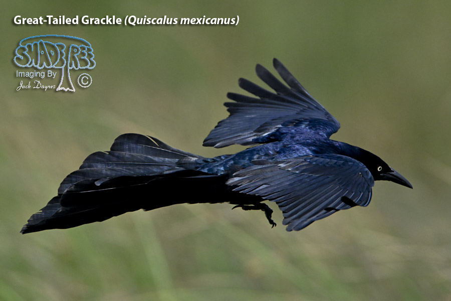 Great-Tailed Grackle - Quiscalus mexicanus