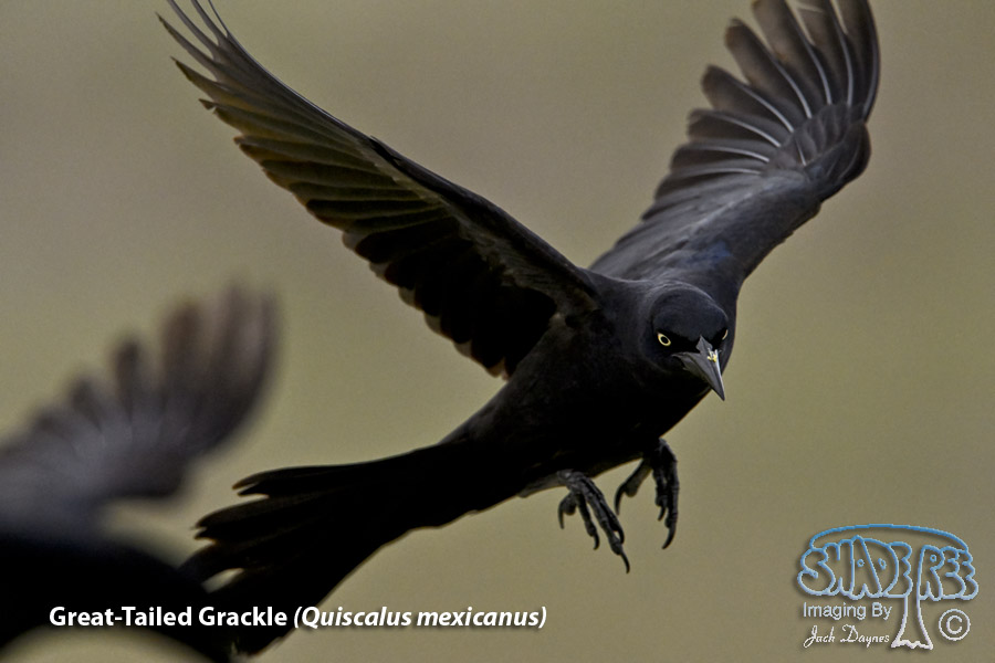 Great-Tailed Grackle - Quiscalus mexicanus