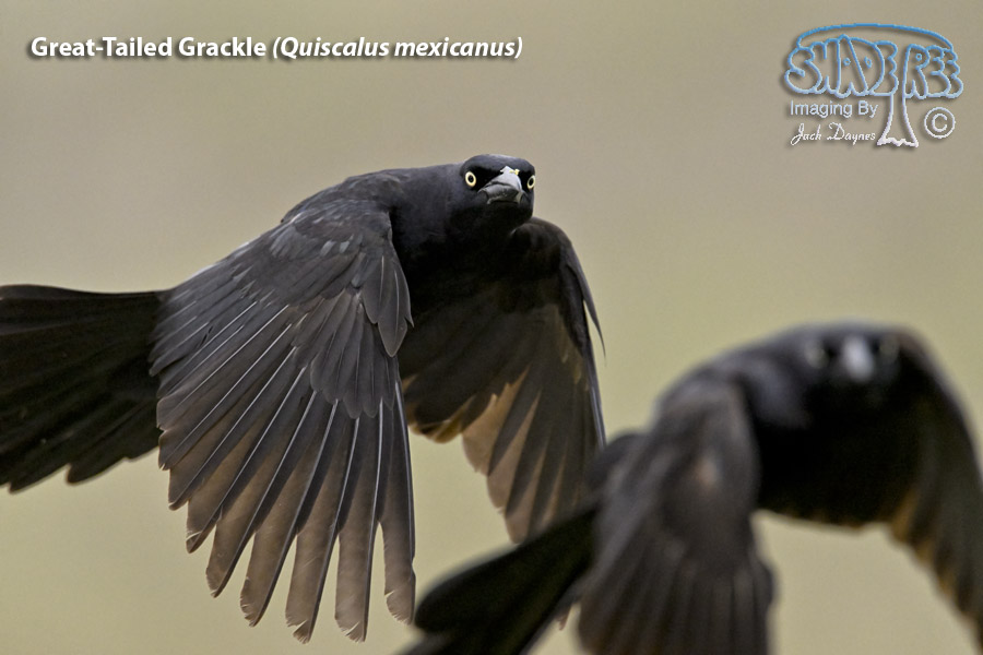 Great-Tailed Grackle - Quiscalus mexicanus
