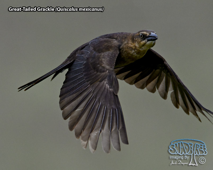 Great-Tailed Grackle - Quiscalus mexicanus