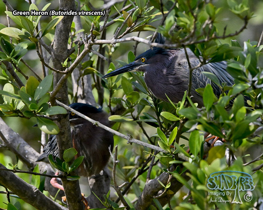 Green Heron - Butorides virescens