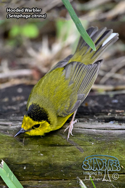 Hooded Warbler - Setophaga citrina