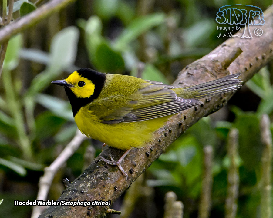 Hooded Warbler - Setophaga citrina