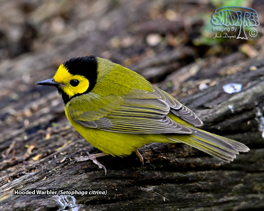 Hooded Warbler - Setophaga citrina