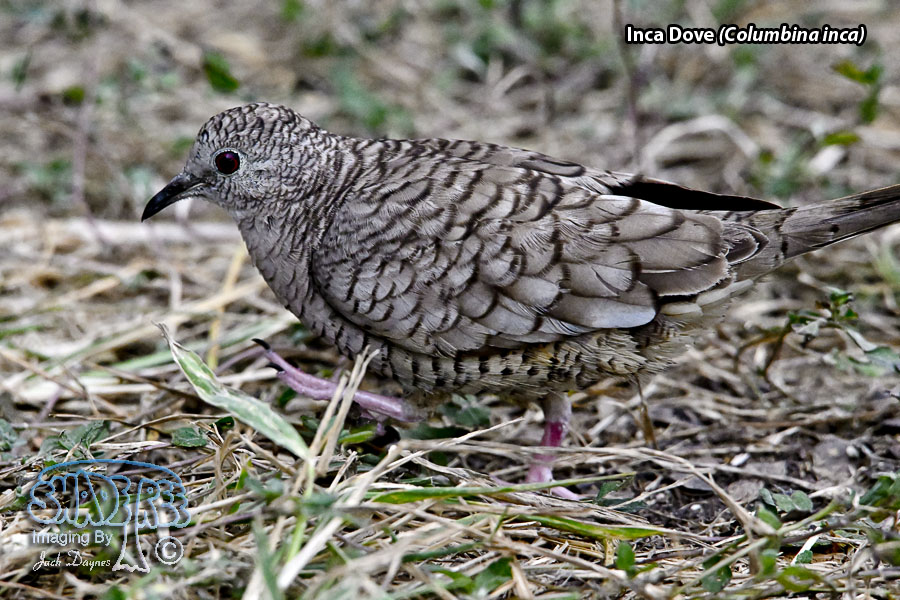 Inca Dove - Columbina inca