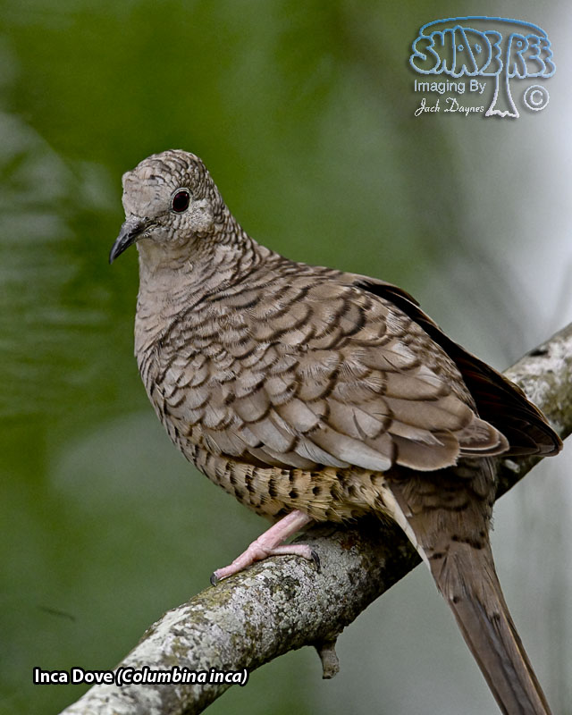 Inca Dove - Columbina inca