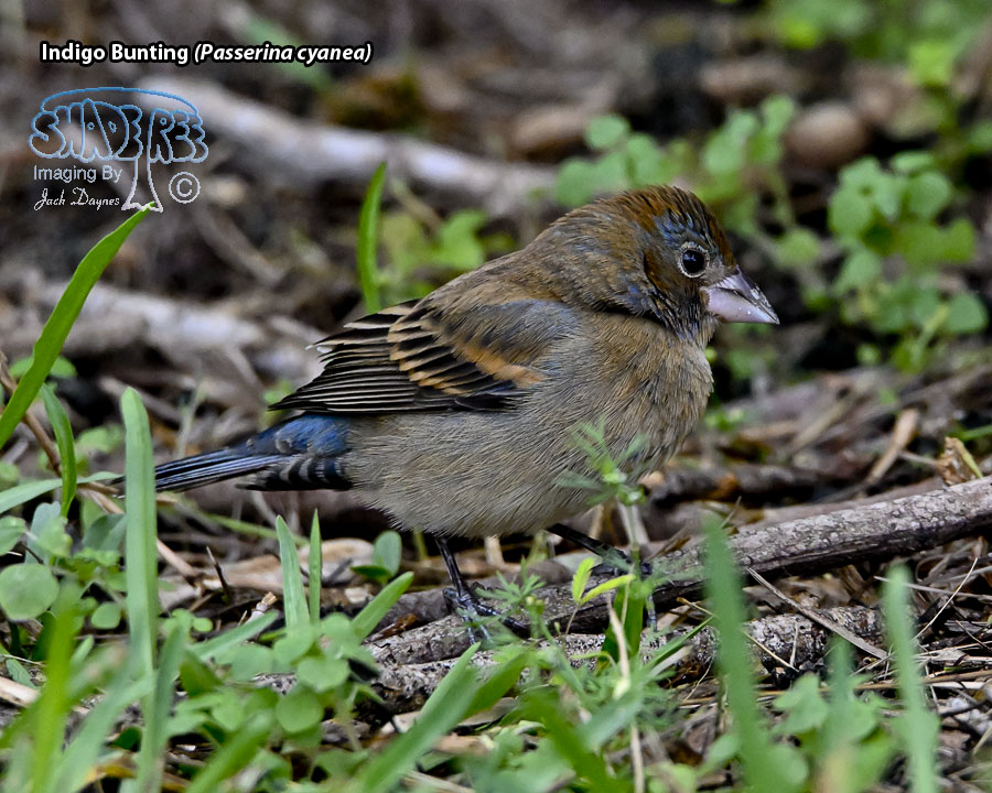 Indigo Bunting - Passerina cyanea